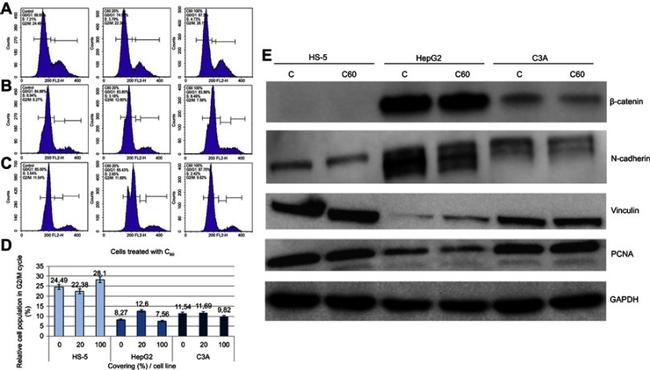 Vinculin Antibody in Western Blot (WB)