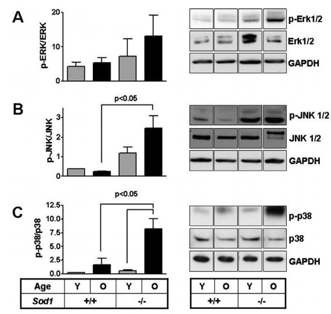 Phospho-JNK1/JNK2 (Thr183, Tyr185) Antibody in Western Blot (WB)