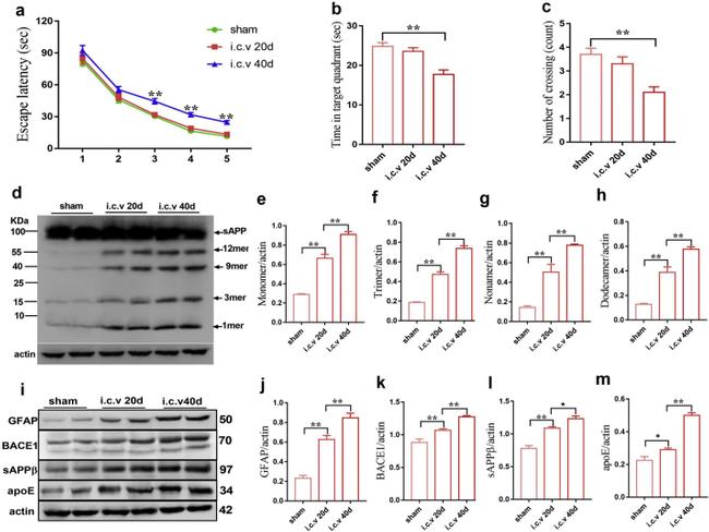 APOE Antibody in Western Blot (WB)