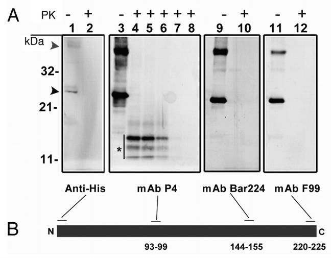 Penta-His Tag Antibody in Western Blot (WB)