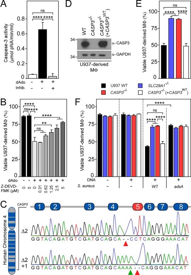 GAPDH Antibody in Western Blot (WB)