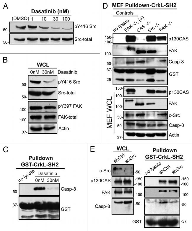 Phospho-FAK (Tyr397) Antibody in Western Blot (WB)