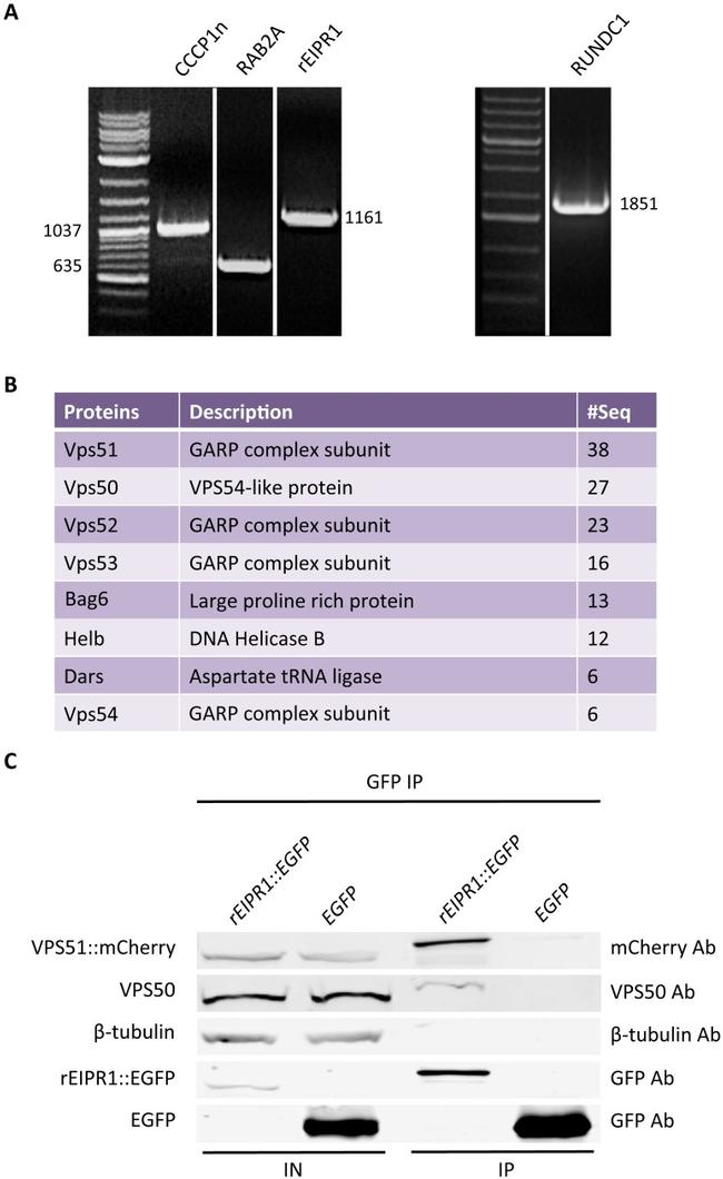 beta Tubulin Loading Control Antibody in Western Blot (WB)