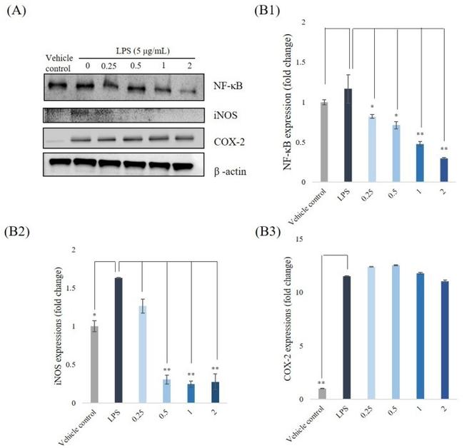 iNOS Antibody in Western Blot (WB)