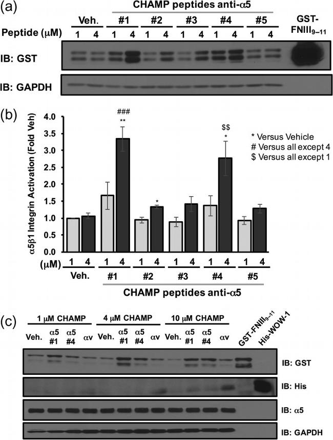 6x-His Tag Antibody in Western Blot (WB)