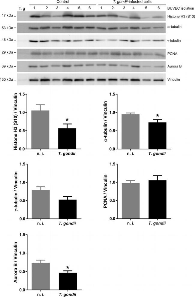 alpha Tubulin Antibody in Western Blot (WB)