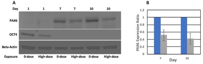 PAX6 Antibody in Western Blot (WB)