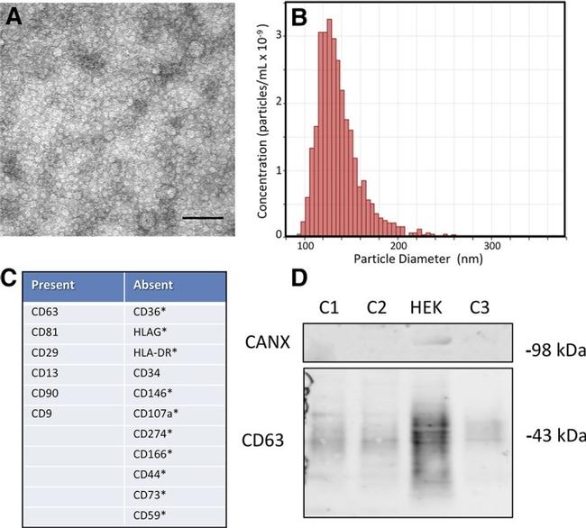 CD63 Antibody in Western Blot (WB)