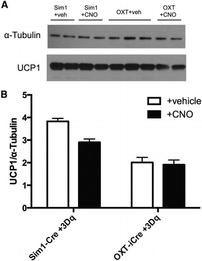 alpha Tubulin Antibody in Western Blot (WB)