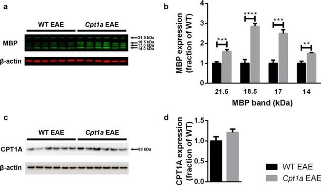 beta Actin Antibody in Western Blot (WB)