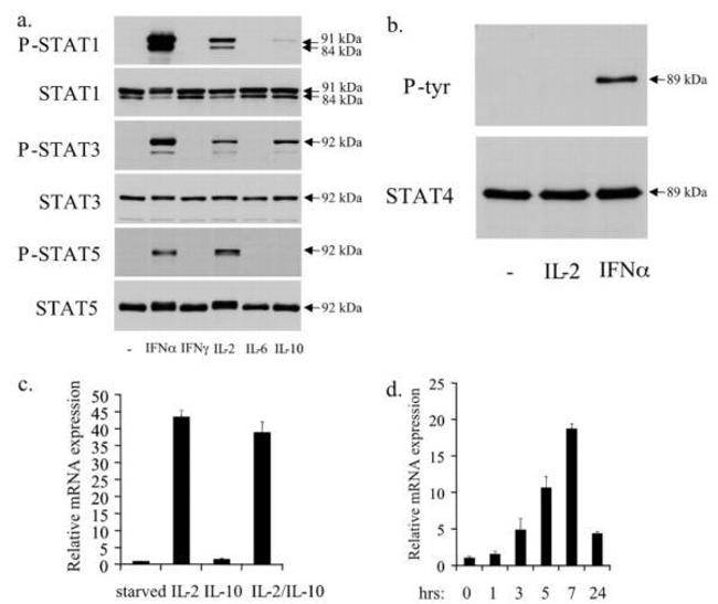 Phospho-STAT1 (Tyr701) Antibody in Western Blot (WB)