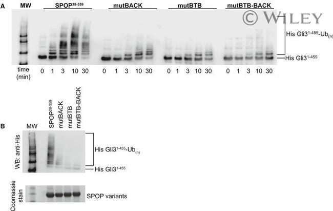 6x-His Tag Antibody in Western Blot (WB)