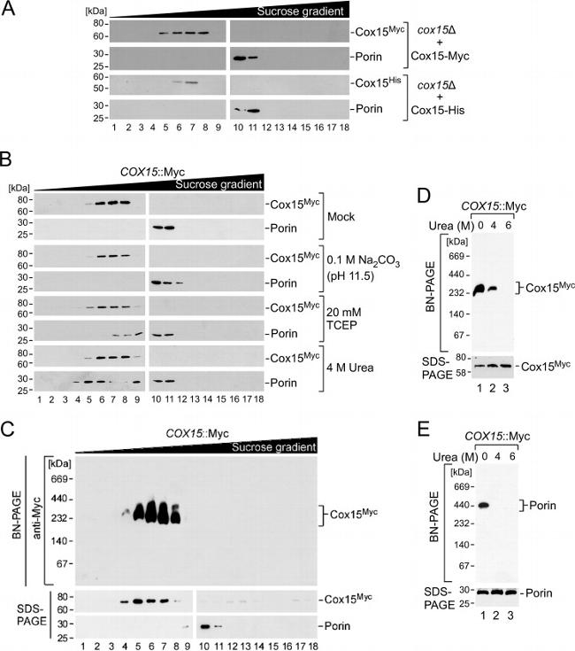 6x-His Tag Antibody in Western Blot (WB)