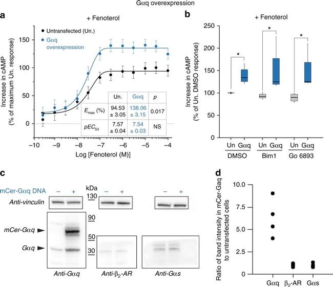 Vinculin Antibody in Western Blot (WB)