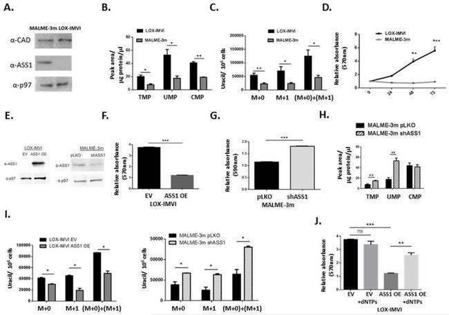 VCP Antibody in Western Blot (WB)