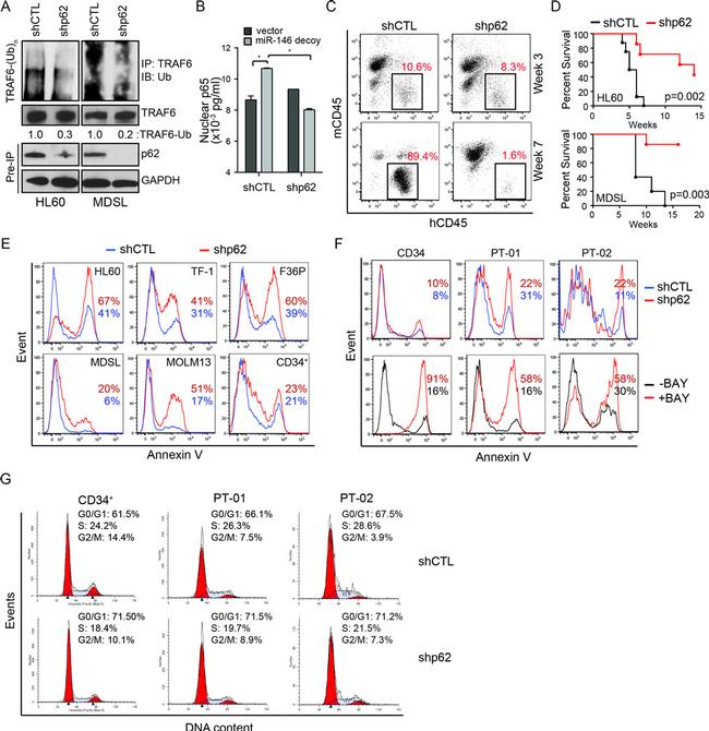 CD34 Antibody in Flow Cytometry (Flow)