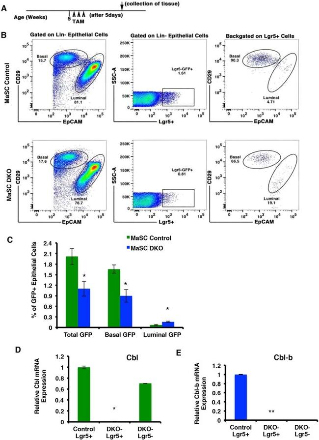 CD29 (Integrin beta 1) Antibody in Flow Cytometry (Flow)