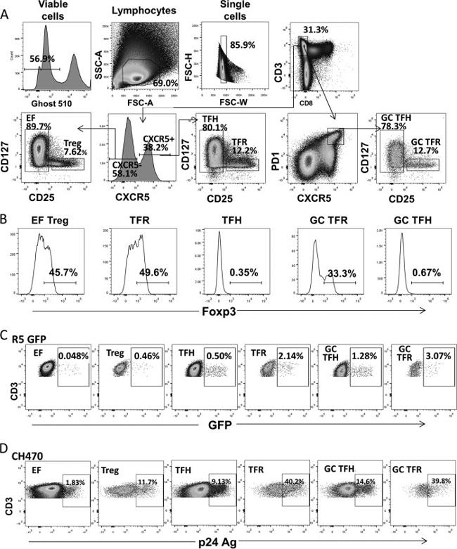 CD3 Antibody in Flow Cytometry (Flow)