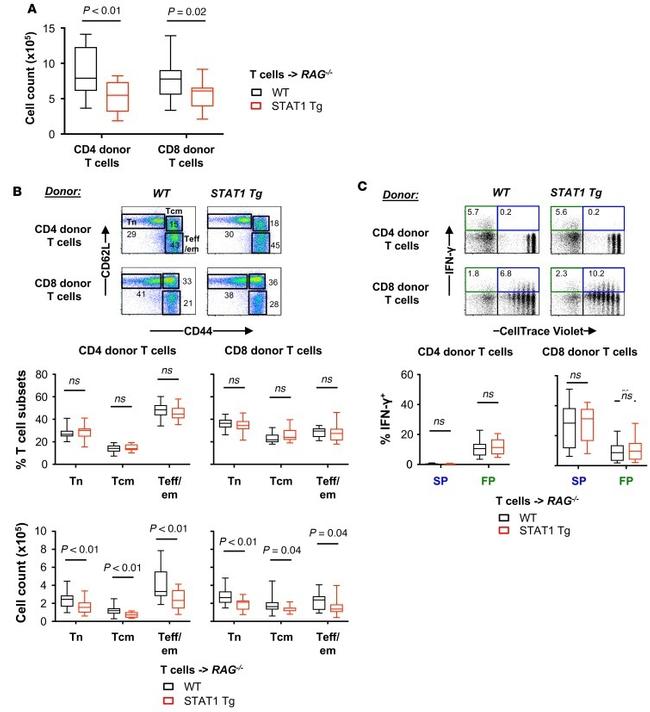 CD4 Antibody in Flow Cytometry (Flow)