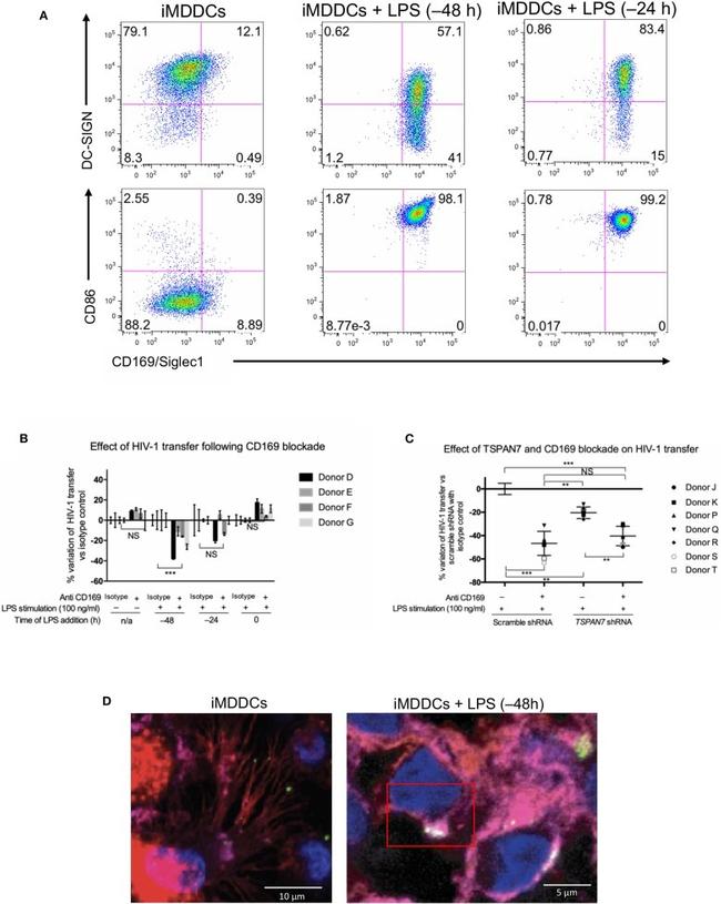 CD3 Antibody in Flow Cytometry (Flow)