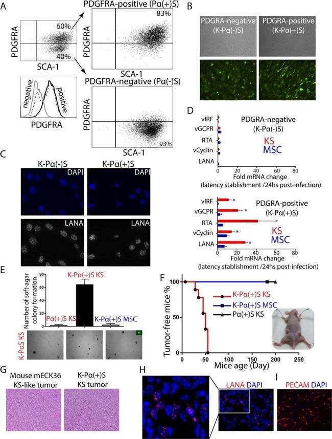 Ly-6A/E (Sca-1) Antibody in Flow Cytometry (Flow)