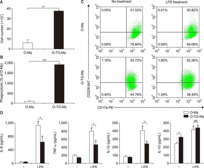 IL-1 beta Antibody in ELISA (ELISA)