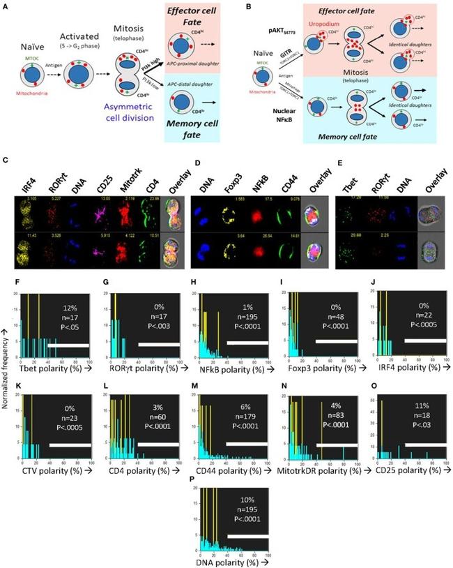 IRF4 Antibody in Flow Cytometry (Flow)