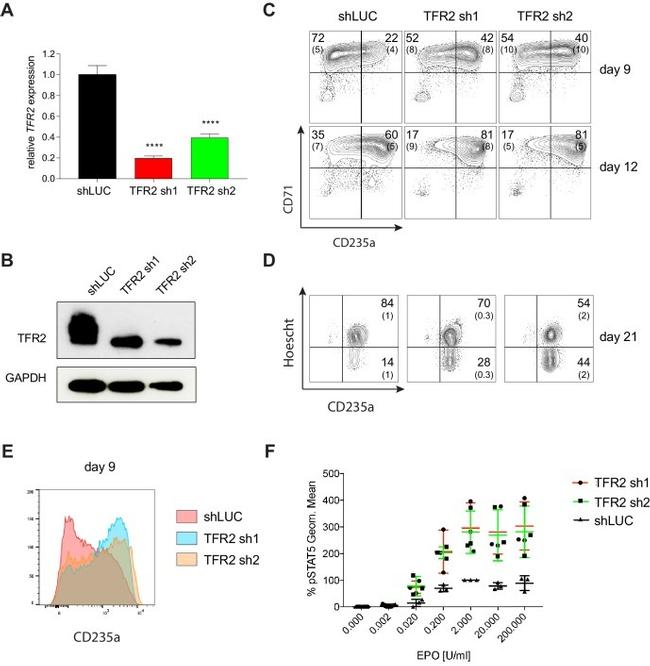 CD71 (Transferrin Receptor) Antibody in Flow Cytometry (Flow)