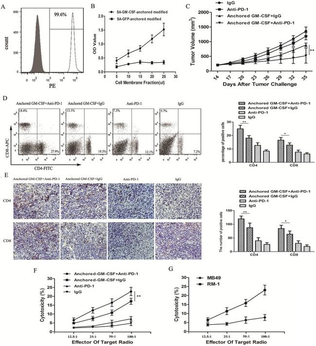 CD4 Antibody in Flow Cytometry (Flow)