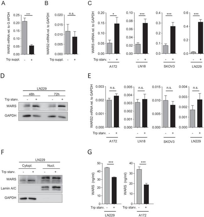 Lamin A/C Antibody in Western Blot (WB)