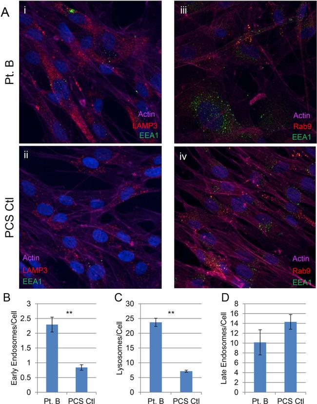 RAB9 Antibody in Immunocytochemistry (ICC/IF)