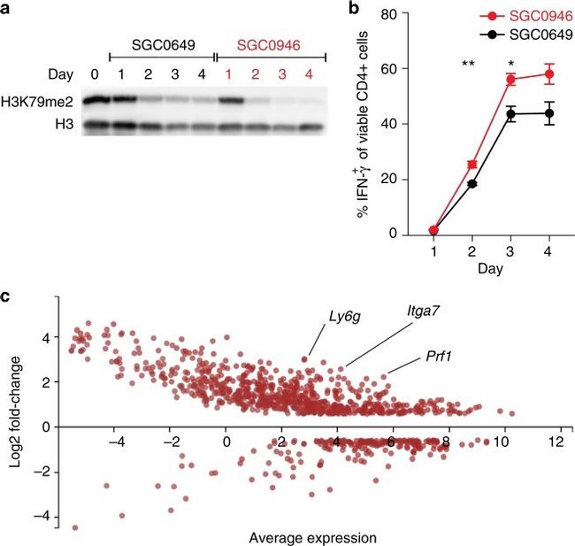 IFN gamma Antibody in Flow Cytometry (Flow)