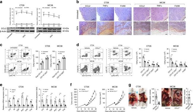 Ly-6G Antibody in Flow Cytometry (Flow)