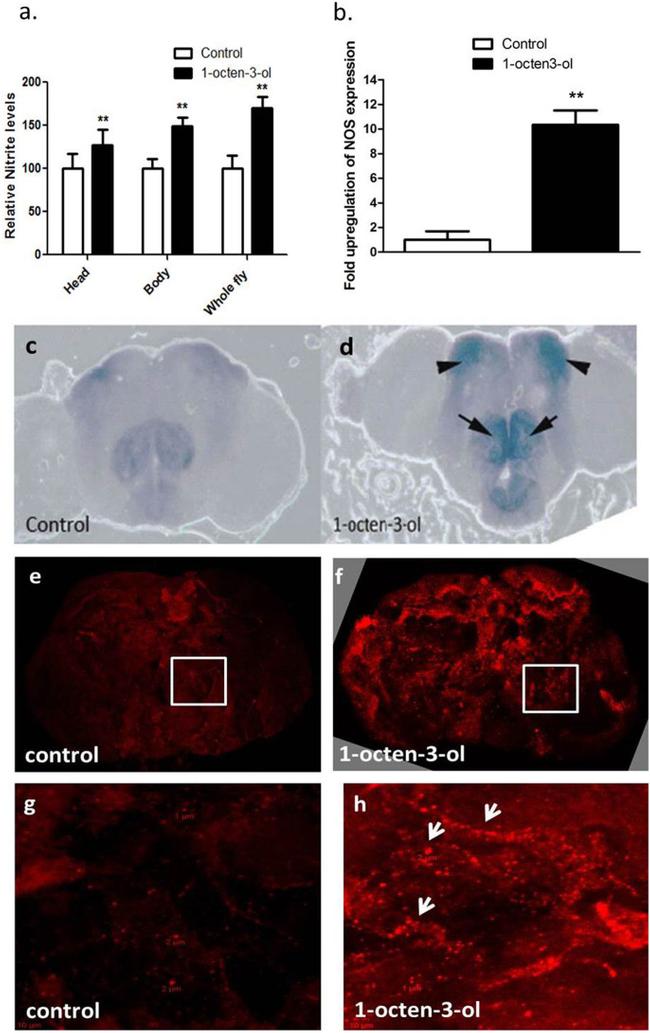 Nitrotyrosine Antibody in Immunohistochemistry (IHC)