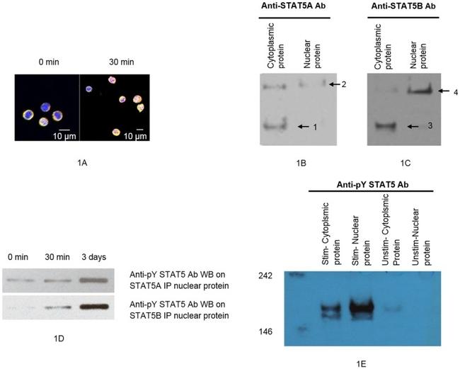 STAT5 beta Antibody in Immunocytochemistry (ICC/IF)