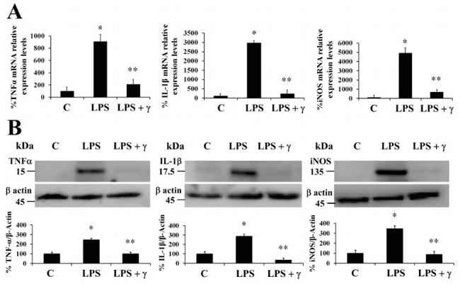 iNOS Antibody in Western Blot (WB)