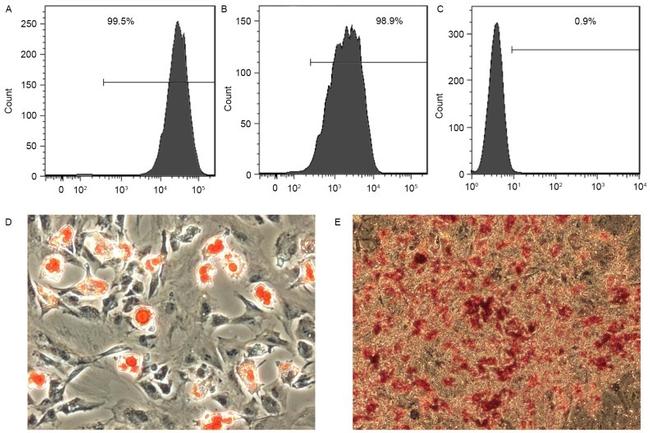 CD34 Antibody in Flow Cytometry (Flow)