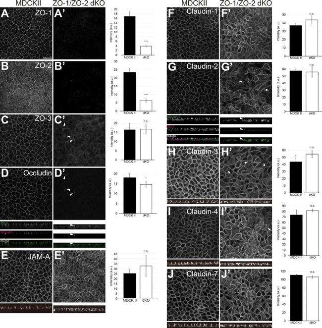 ZO-2 Antibody in Immunocytochemistry (ICC/IF)