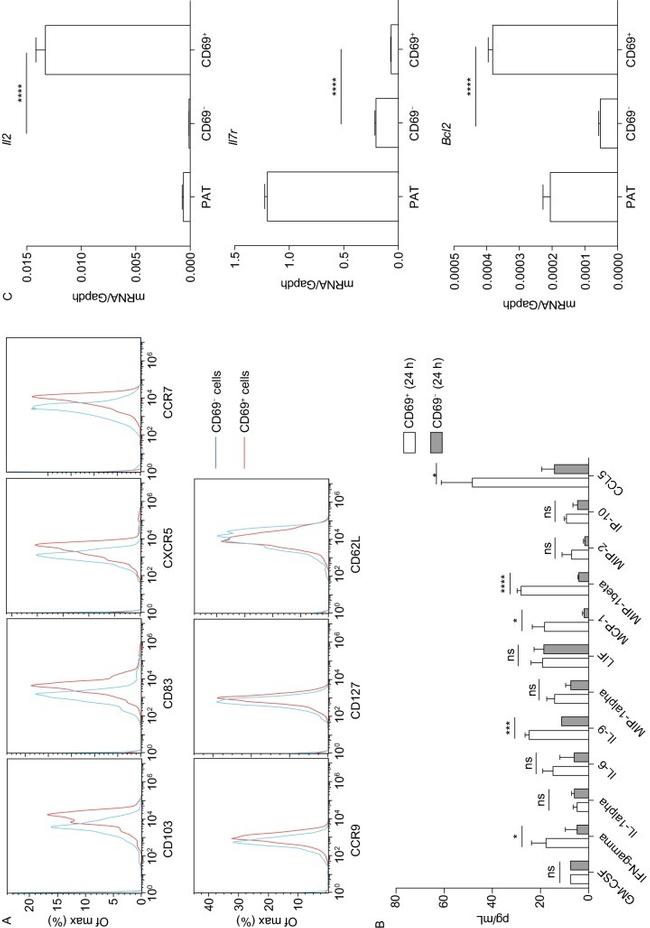 CD103 (Integrin alpha E) Antibody in Flow Cytometry (Flow)