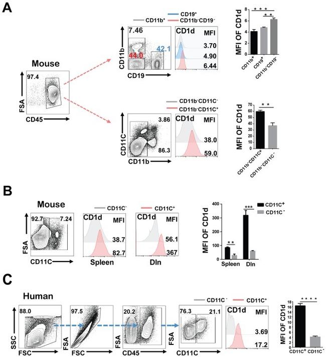 CD11c Antibody in Flow Cytometry (Flow)