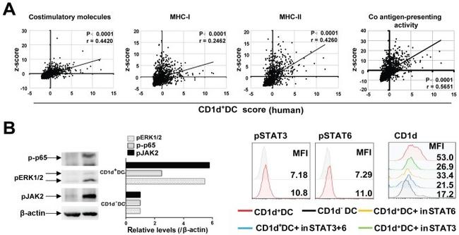 Phospho-STAT6 (Tyr641) Antibody in Flow Cytometry (Flow)