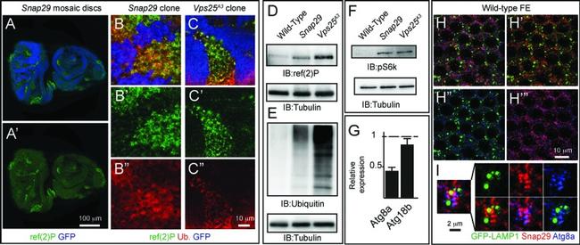 alpha Tubulin Antibody in Western Blot (WB)