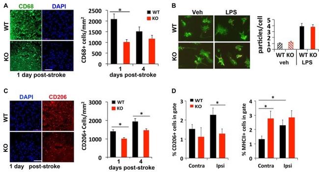 MHC Class II (I-A/I-E) Antibody in Flow Cytometry (Flow)