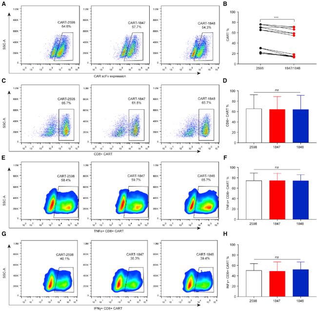 IFN gamma Antibody in Flow Cytometry (Flow)