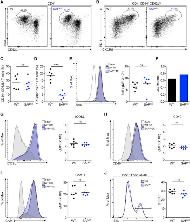 CD62L (L-Selectin) Antibody in Flow Cytometry (Flow)