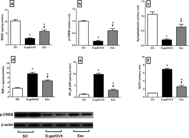 Phospho-CREB (Ser133) Antibody in Western Blot (WB)