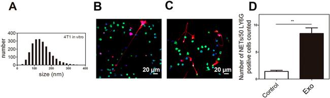 Ly-6G/Ly-6C Antibody in Immunohistochemistry (IHC)