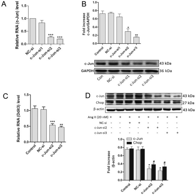 c-Jun Antibody in Western Blot (WB)