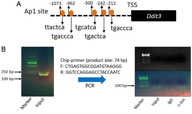 c-Jun Antibody in ChIP Assay (ChIP)