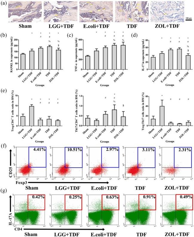 IL-17A Antibody in Flow Cytometry (Flow)